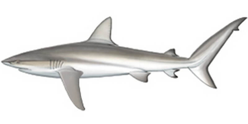 Dusky shark drawing