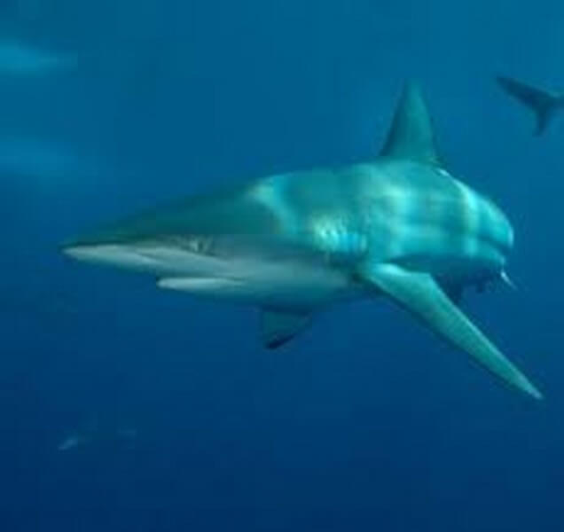 Dusky Shark swimming in open waters