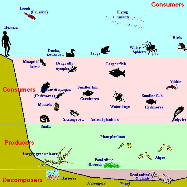 marine eco-system