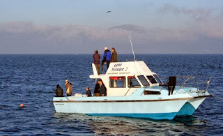 pelagic seabirds