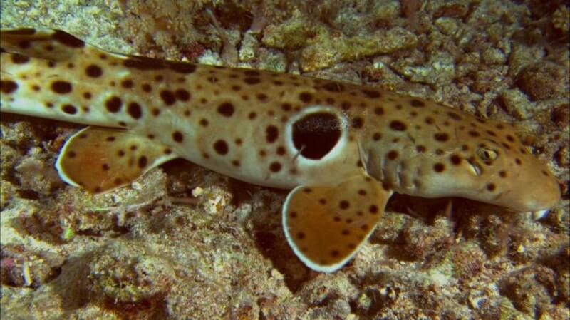 Epaulette-shark-walking