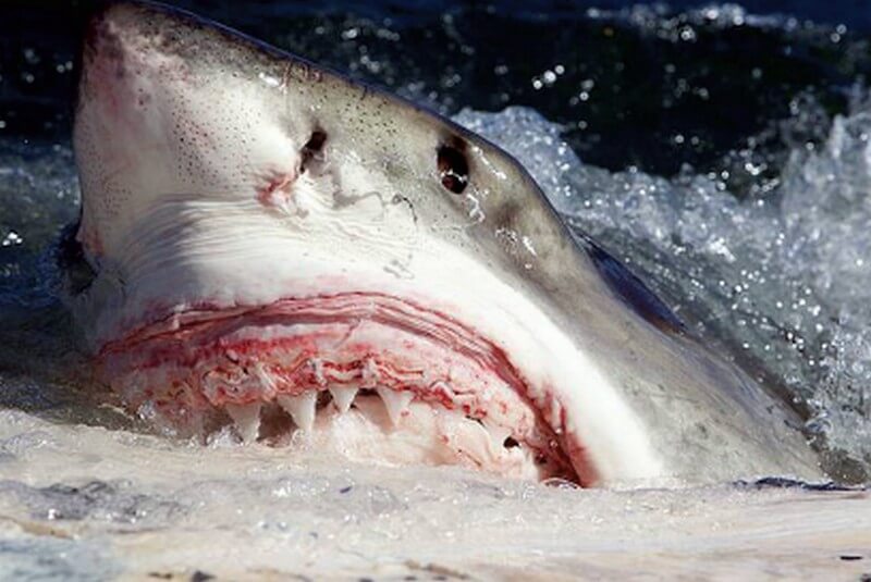 Great White Shark - face out of water