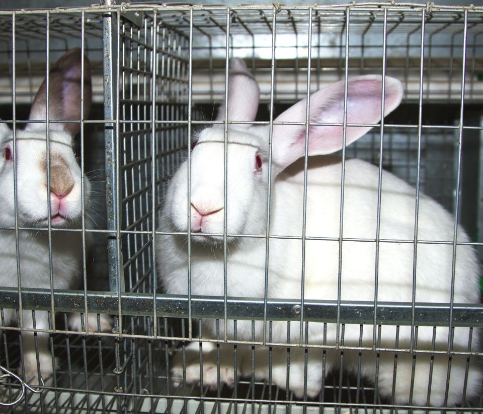 Ethical makeup, animal testing, rabbits in a cage