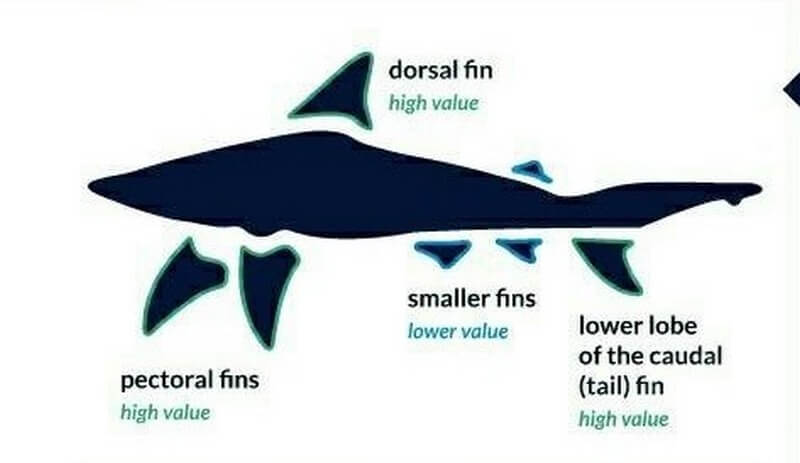 Shark fin value diagram