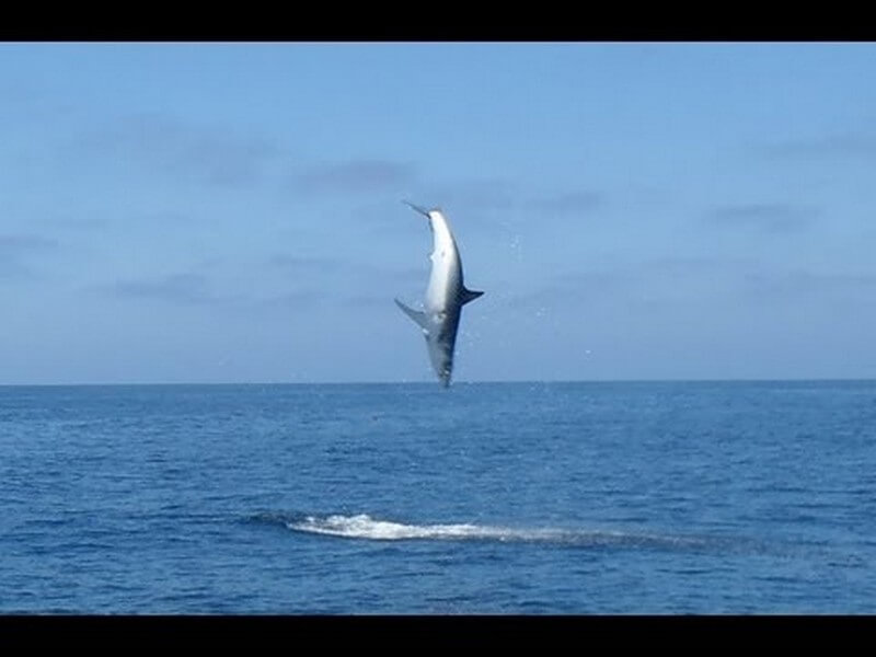 Breaching Mako shark 