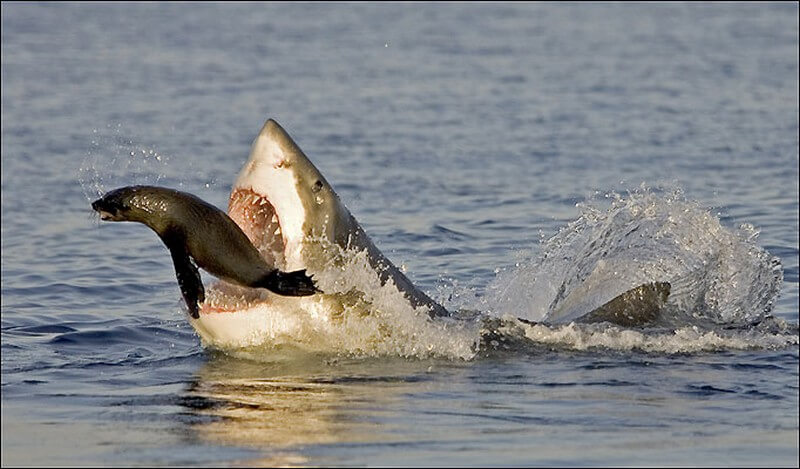 Great White Sharks eat Seals