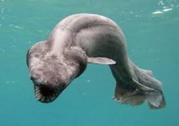 frilled shark