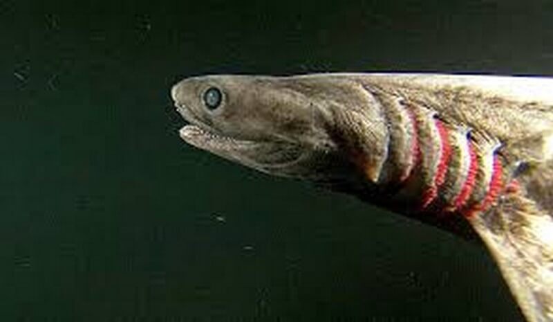 frilled shark