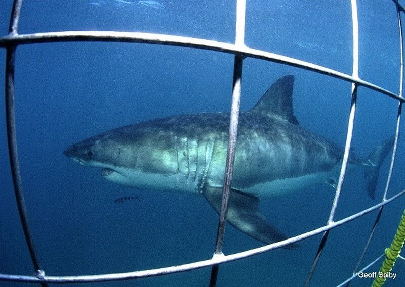 Great White Shark swimming past the cage