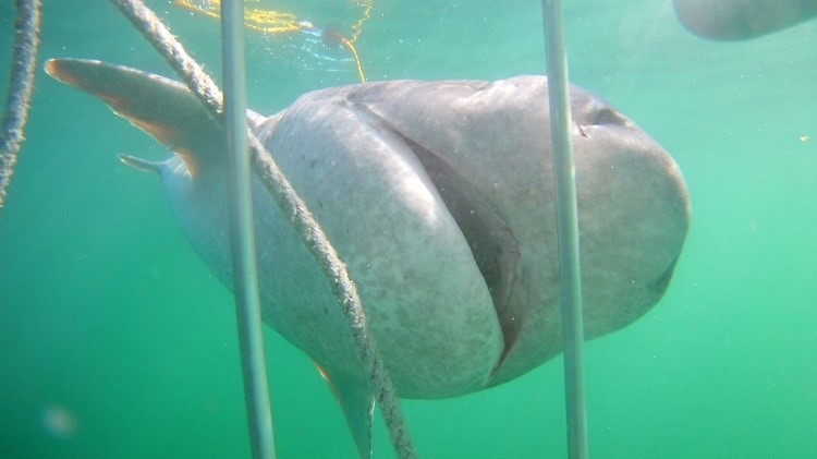 seven gilled cow shark near shark cage