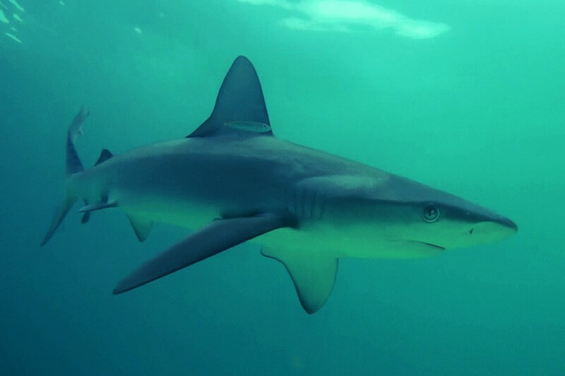 Bronze whaler swimming through the blue waters of the ocean