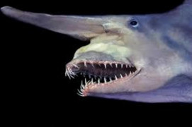 goblin shark