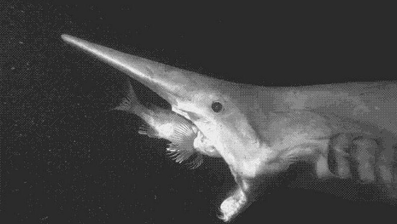 Goblin Shark GIF