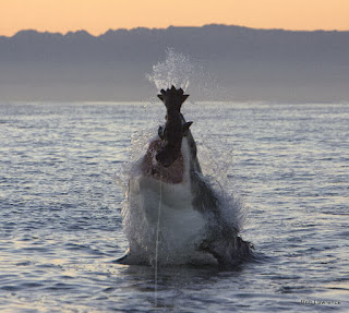 shark cage diving False Bay