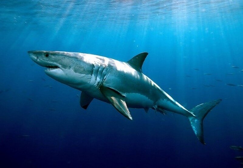 Great White Shark calmly swimming by