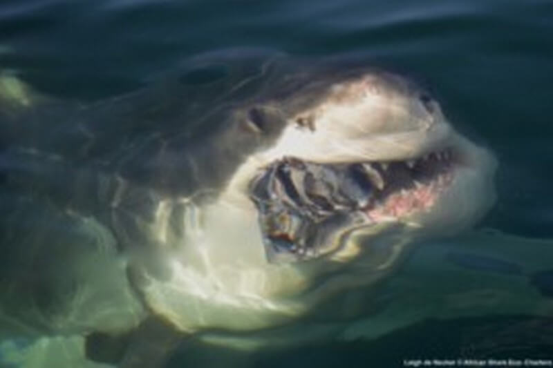 Great White Shark named Zebra coming up from through the water