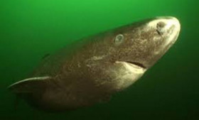 Greenland Shark