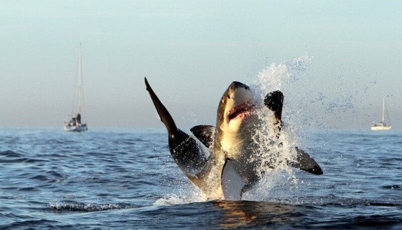 breaching great whtie shark