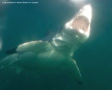 Great White Shark False Bay