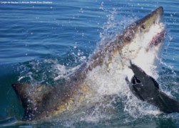 False Bay Seal Island Great White Shark