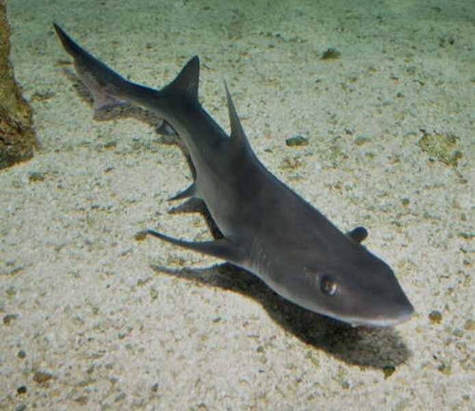 Hound Shark swimming slowly on the sea bed