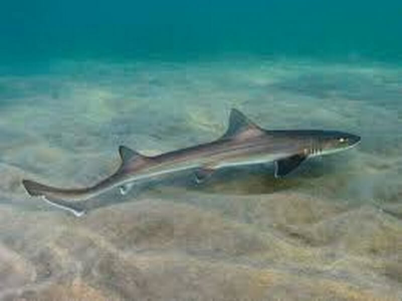 Hound Shark swimming close to the sea bed