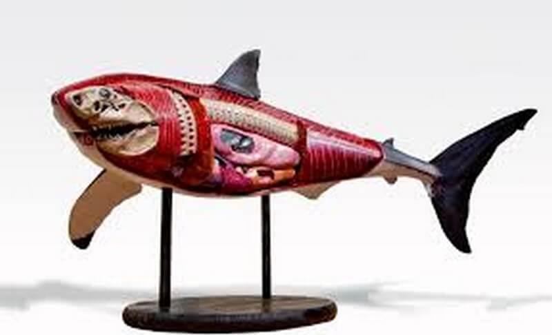 shark muscles figurine