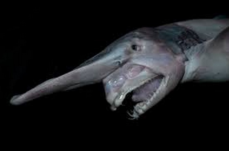 Goblin Shark mouth protruding