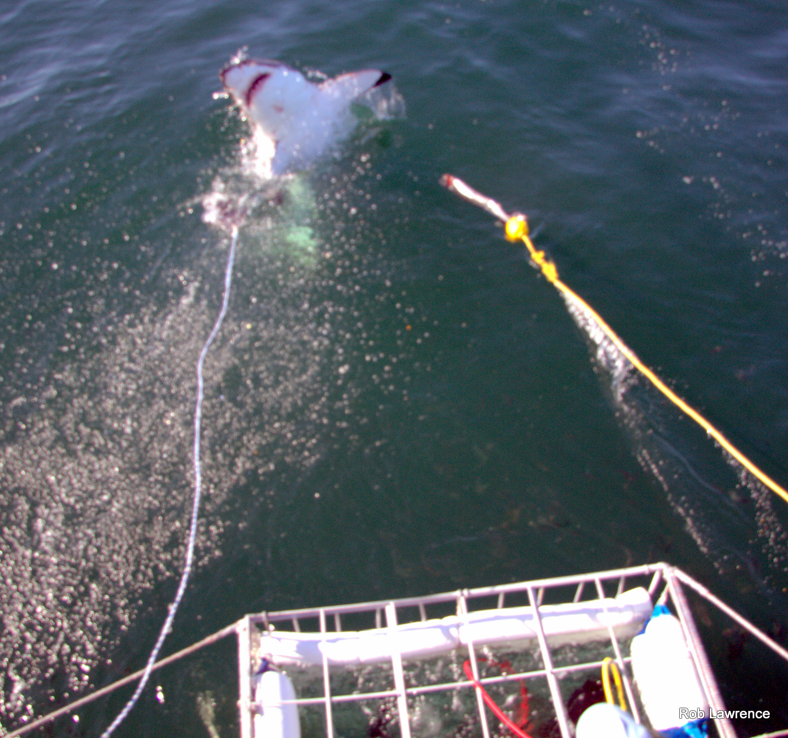 shark cage diving with great white