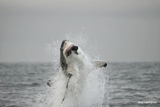 great white sharks migration patterns