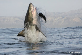 difference shark cage diving