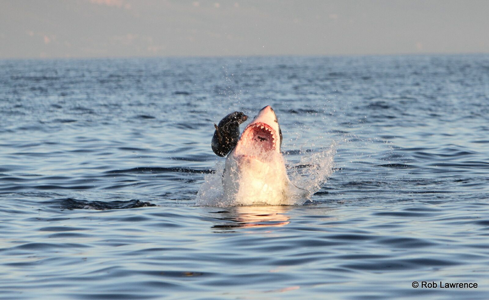 Great Whites often sport numerous scratches on their heads, most likely caused by seals defending themselves during predatory events