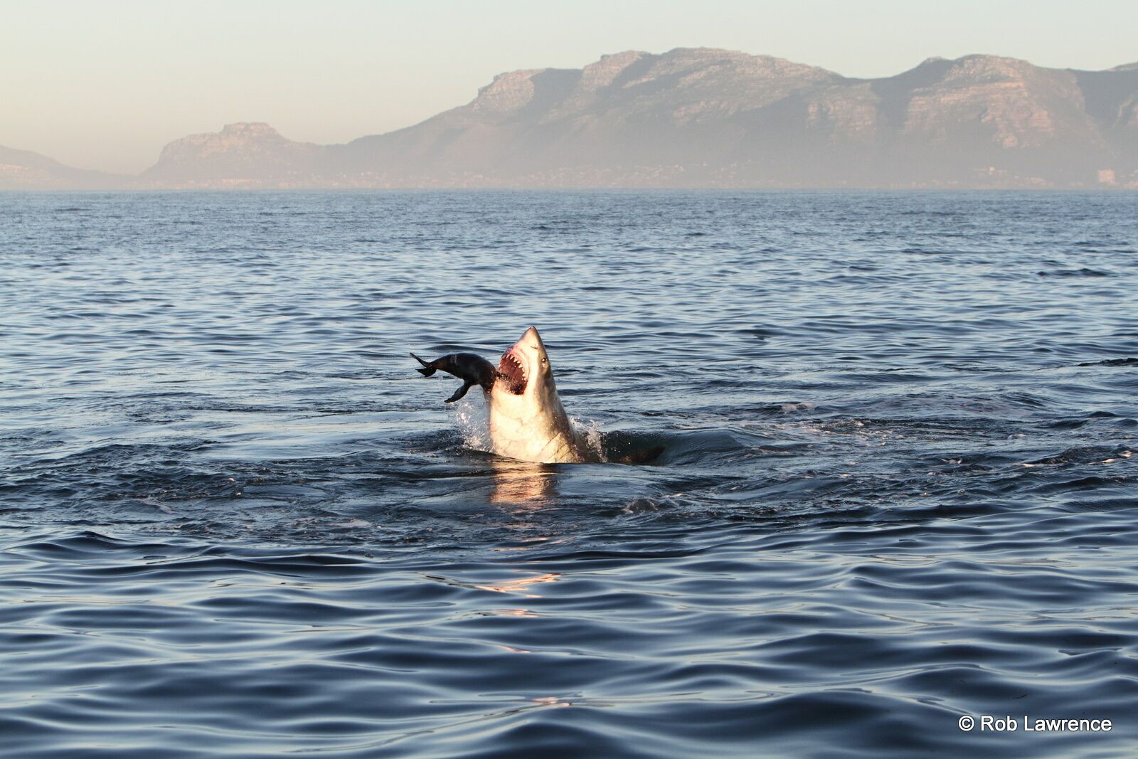 Great Whites will often target lone Cape Fur Seals during predatory events.