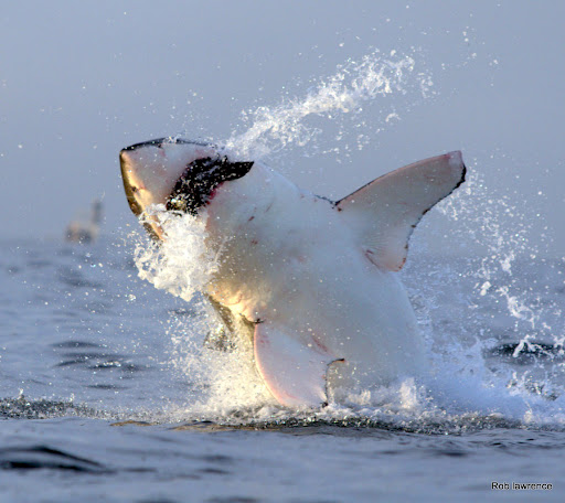 great white sharks their migration patterns