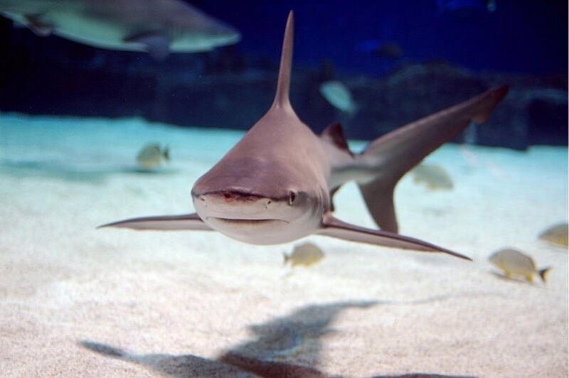 Sandbar shark straight on