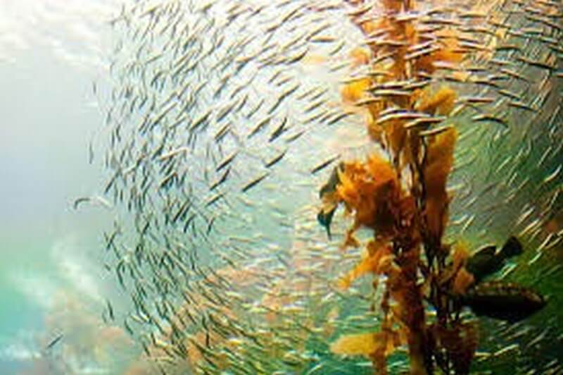 bait ball in Kelp Forest