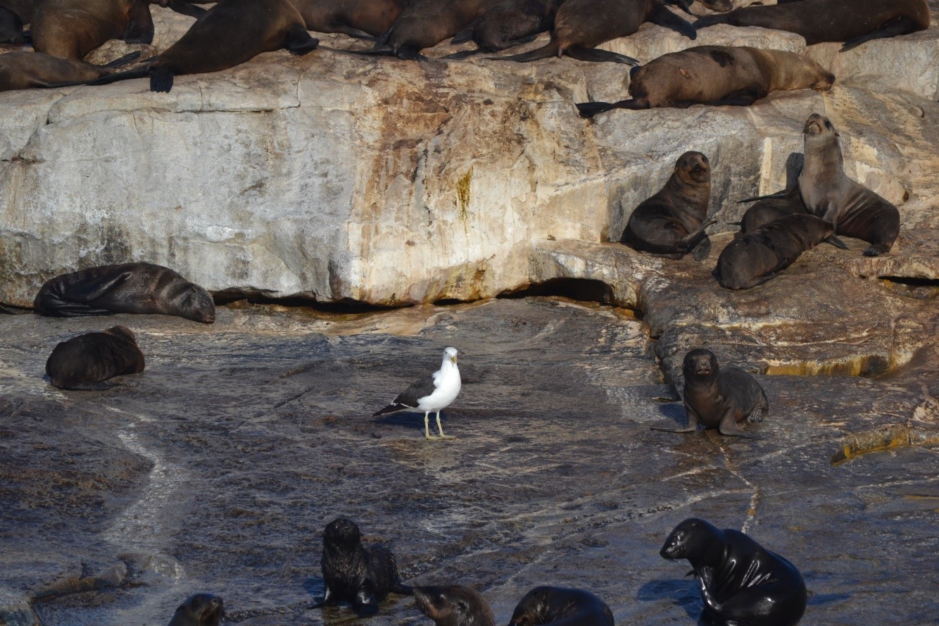 Kelp Gull on Seal Island surrounded by Cape fur Seals