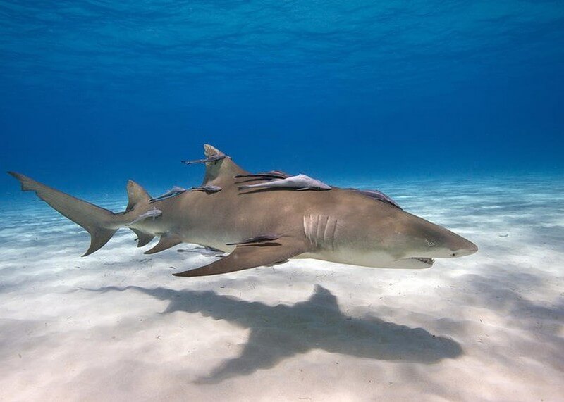 Lemon Shark