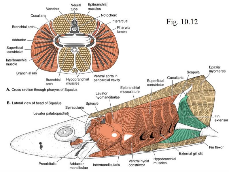 shark-jaw-and-forelimb-musculature diagram