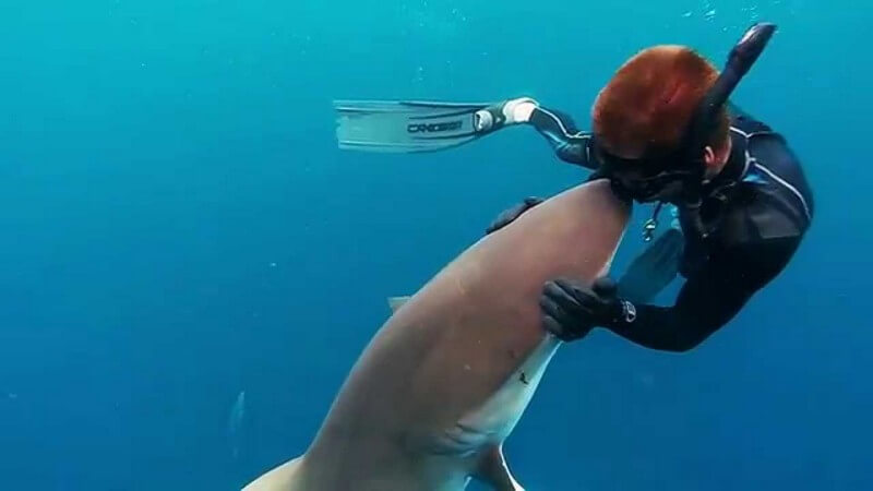 Diver kissing a Dusky Shark