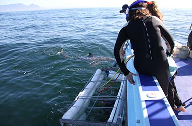 Blue & mako shark cage diving trip - simonstown