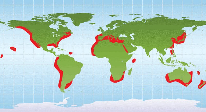 World Map of where sharks are found