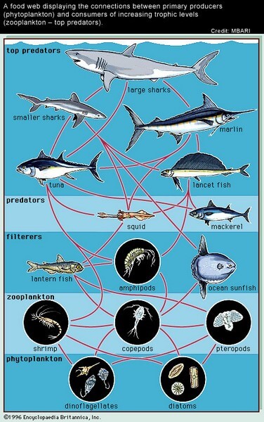 Marine food chain diagram