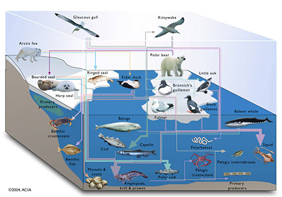 marinefoodweb