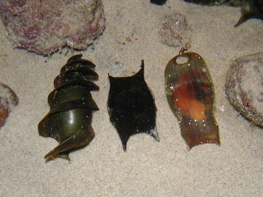 Mermaid's Purses - Shark eggs