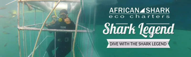 This is what you will experience after booking for a shark cage dive