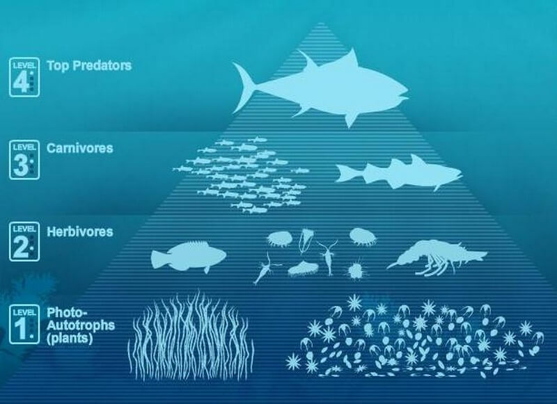 marine food chain