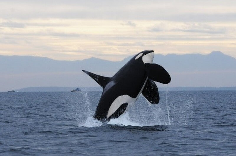 Orca breaching 