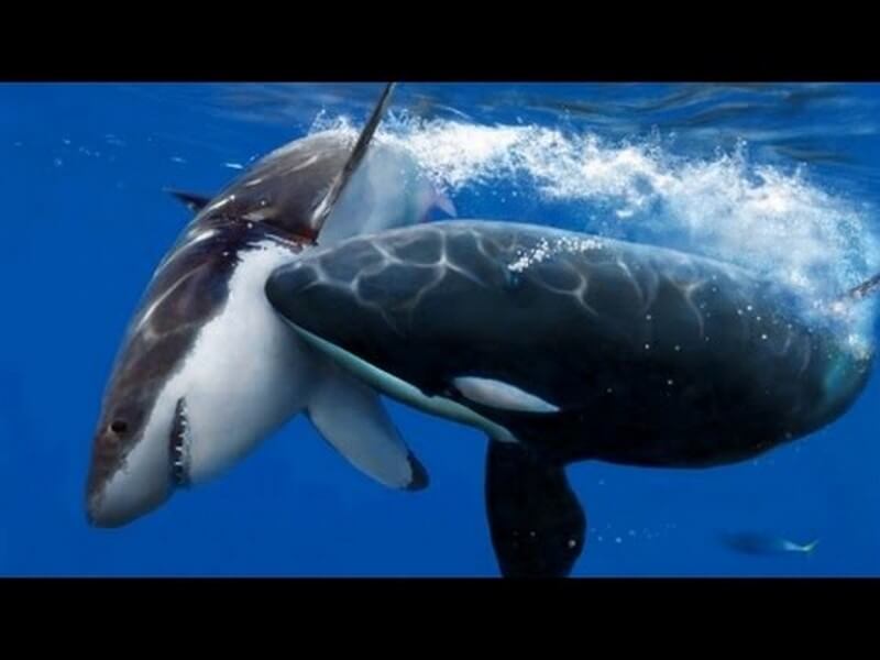 Orca with white shark in its mouth