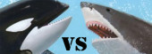 orca vs shark1